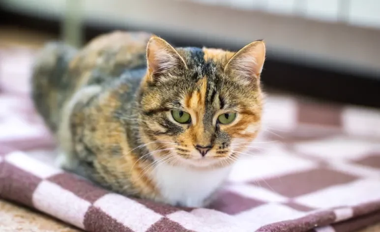 Perda de peso e falta de apetite são sintomas de diversos problemas de saúde em gatos