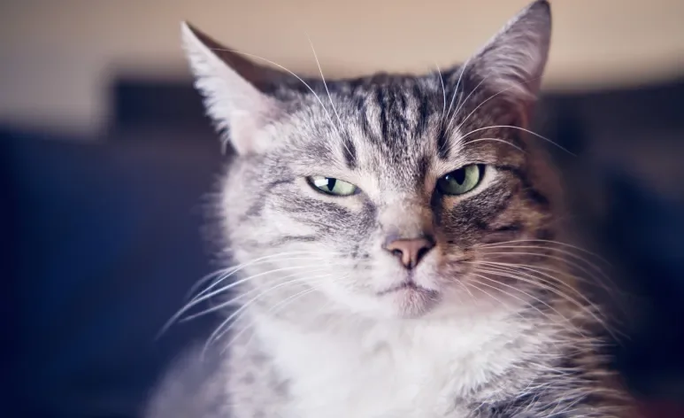Apesar da fama de antissociais e frios, os gatos podem ser extremamente apegados e amorosos