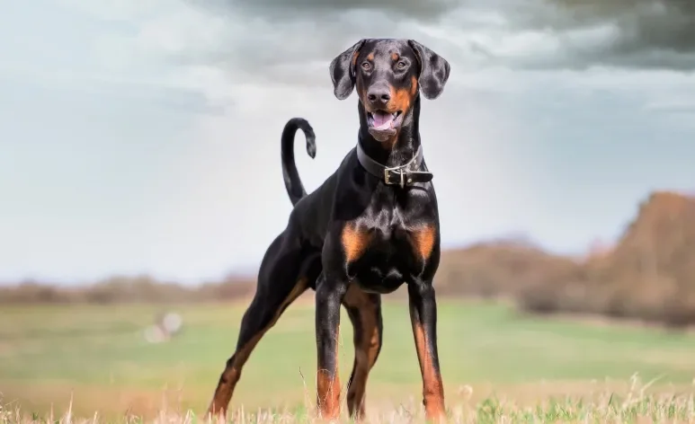 O Doberman é um cachorro extremamente inteligente, protetor e cheio de energia