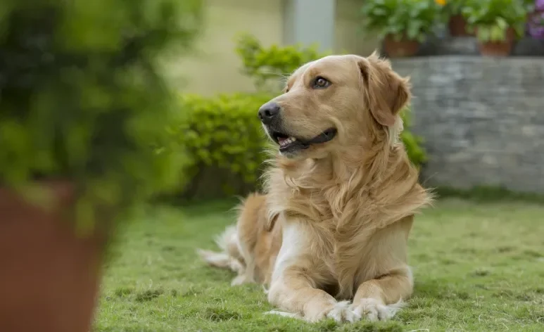 Além de causar coceira, os carrapatos podem transmitir doenças graves para os pets