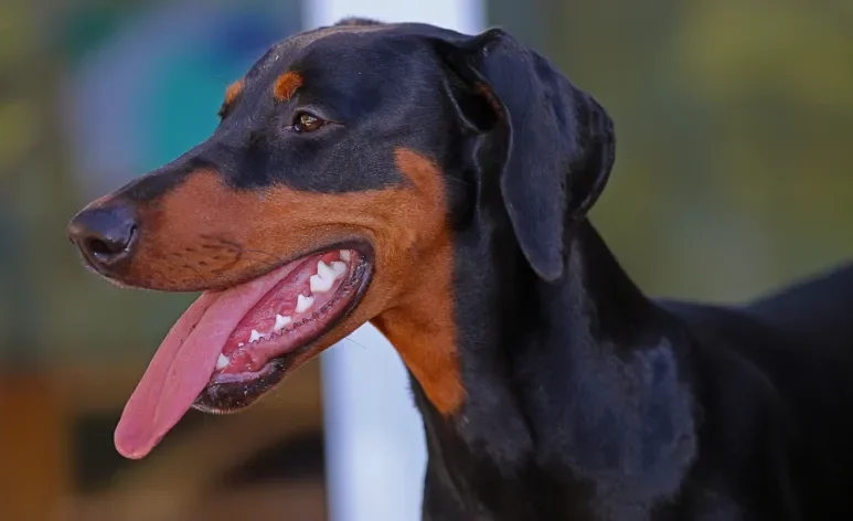 Tártaro, gengivite e mau hálito estão entre os principais problemas bucais em cães