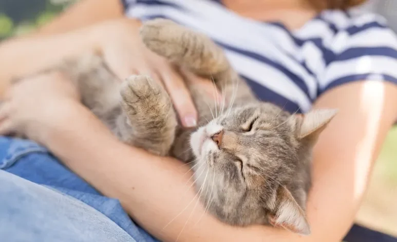 Apesar da fama de independentes, algumas raças de gato são bastante carentes e amorosas