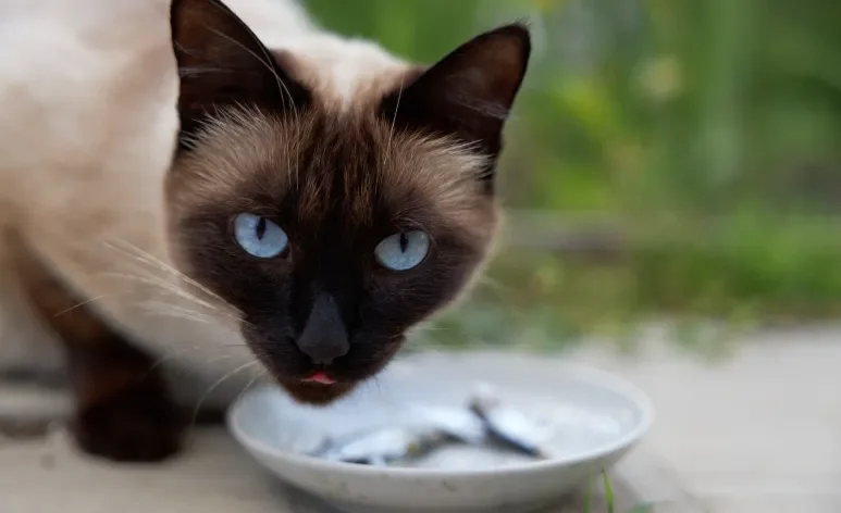 Por ter um perfil mais ativo, o gato Siamês tem necessidades nutricionais específicas