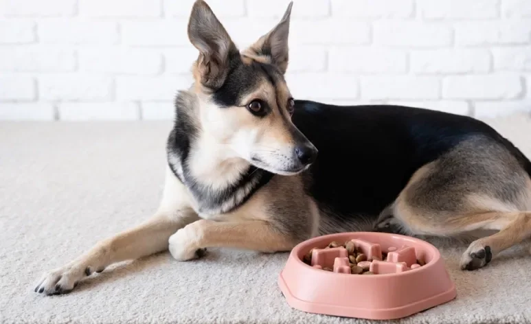 O ato de lamber é essencial para o bem-estar do cachorro e os brinquedos interativos podem ajudar nisso