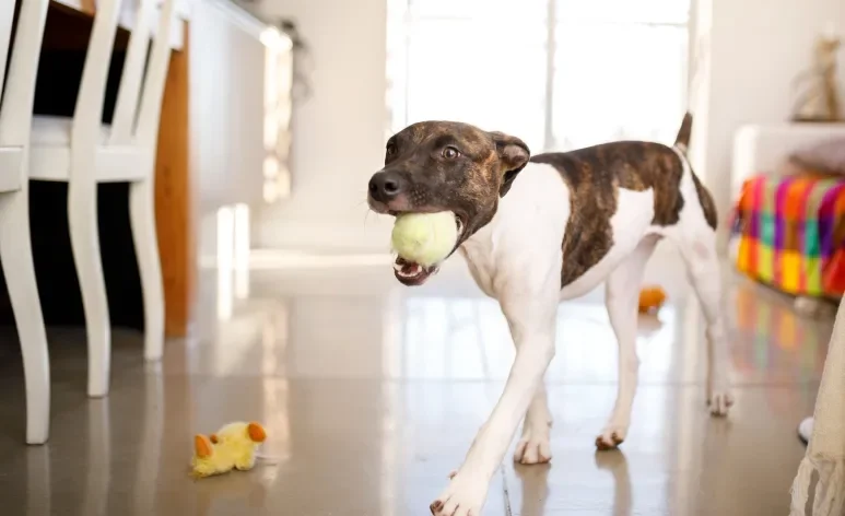 Os cachorros carregam coisas com a boca principalmente devido ao instinto natural da espécie