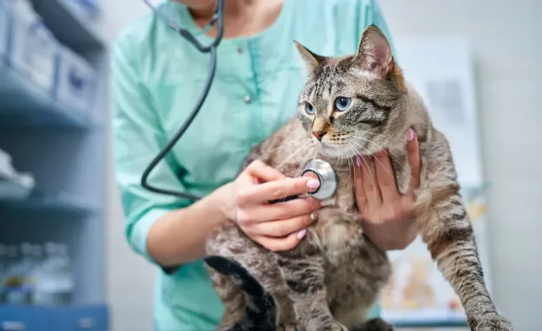 O diagnóstico precoce é muito importante para controlar a evolução da doença renal em gatos