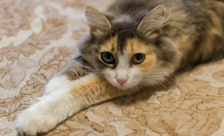 Mudanças no comportamento rotineiro podem indicar doença renal em gatos