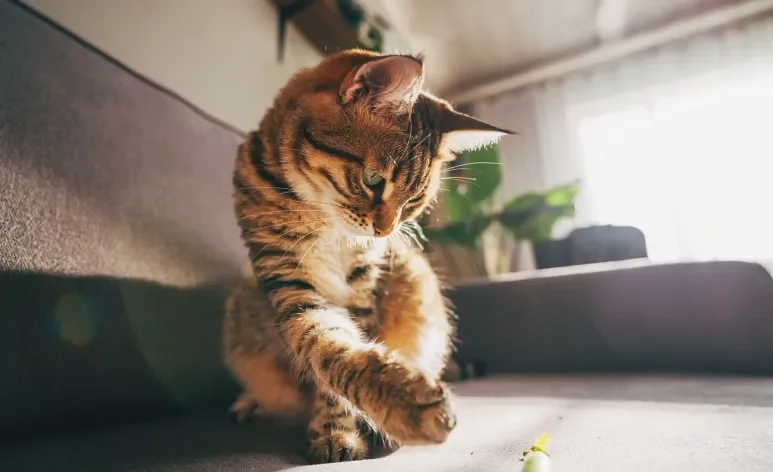 A maioria dos gatos têm uma pata dominante para realizar tarefas variadas