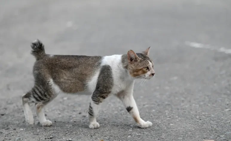 Gato com rabo curto pode ter nascido assim ou ter sofrido algum trauma ao longo da vida