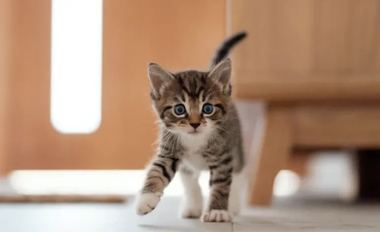 Gatos dependem de proteínas de origem animal para se desenvolver adequadamente