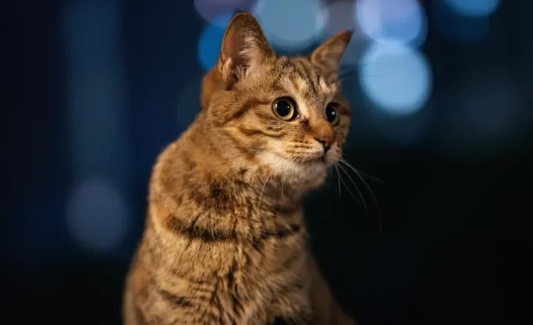 Gatos são animais naturalmente noturnos e podem miar com mais frequência à noite