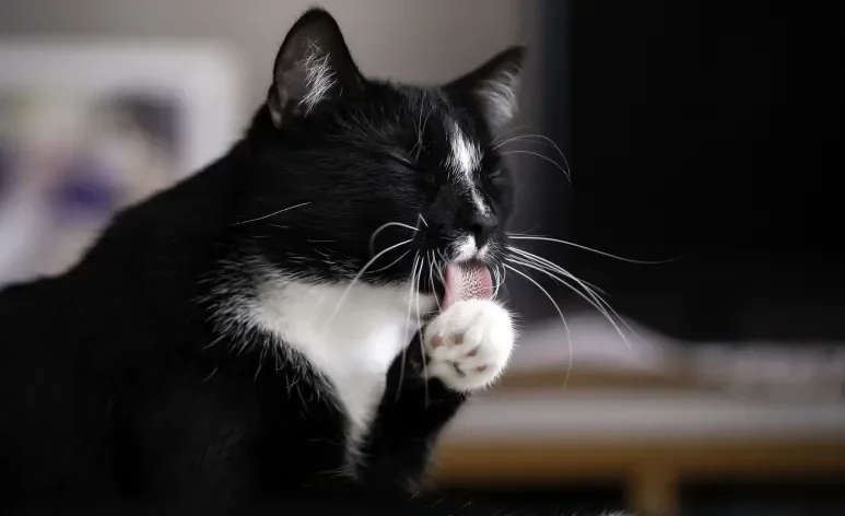 O “banho de gato” é essencial para preservar a saúde e o bem-estar dos felinos