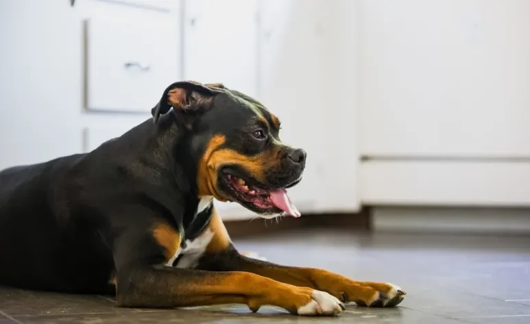 A infecção urinária em cachorro é mais comum nas fêmeas e pode ocorrer em qualquer idade