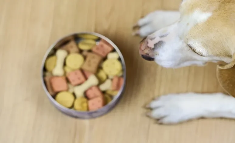 O glúten é uma proteína presente em grãos como trigo, cevada e centeio, e está presente em boa parte das rações para cachorro