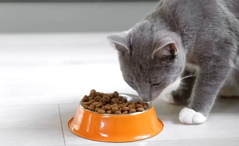 A alergia alimentar em gatos pode causar diversos sintomas, de coceira a diarreia