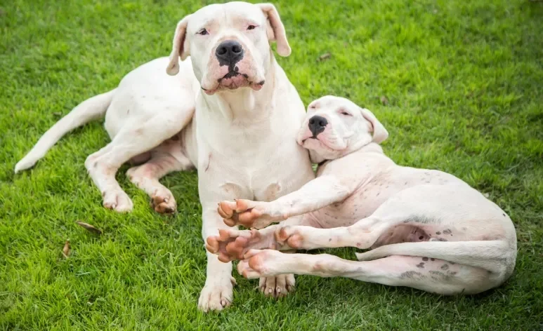 Investir em uma boa nutrição desde cedo é essencial para a qualidade de vida do Dogo Argentino