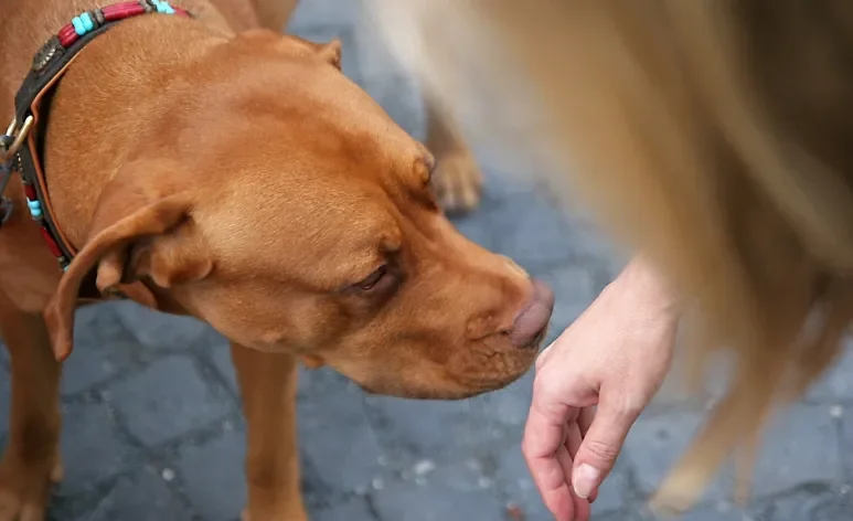 O olfato canino é muito potente e serve como uma forma de comunicação dos cães com o mundo