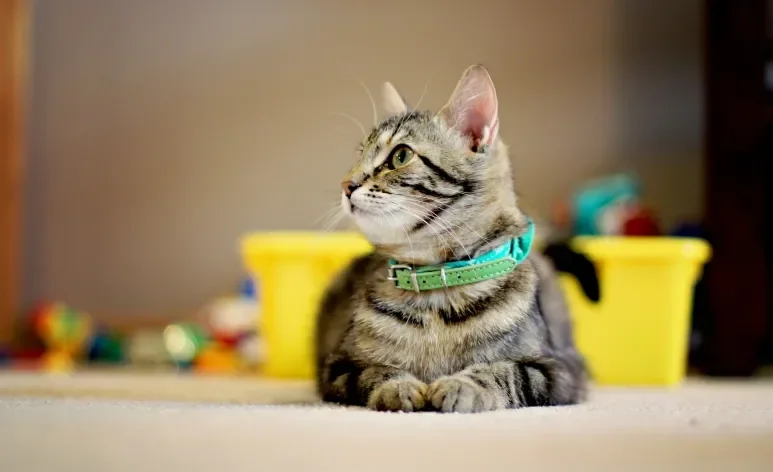 A coleira para gato deve ser escolhida de acordo com o perfil do felino