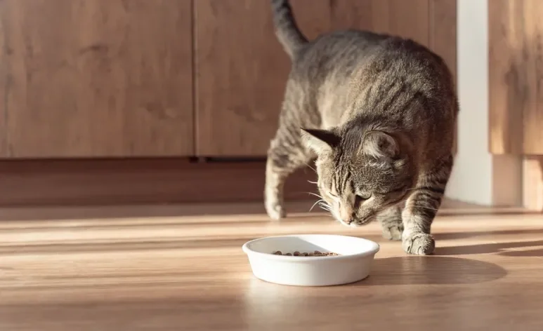 Geralmente, o desinteresse do gato pela ração tem relação com tédio alimentar