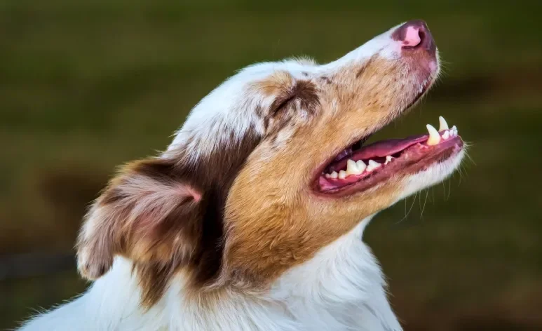 Uma boa higiene bucal ajuda a preservar a saúde e a qualidade de vida dos cães