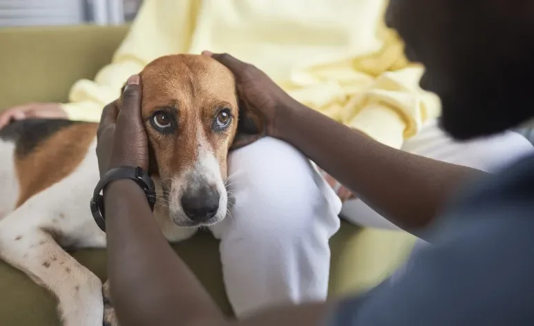A doença do carrapato é um dos problemas de saúde mais sérios que podem afetar os cães