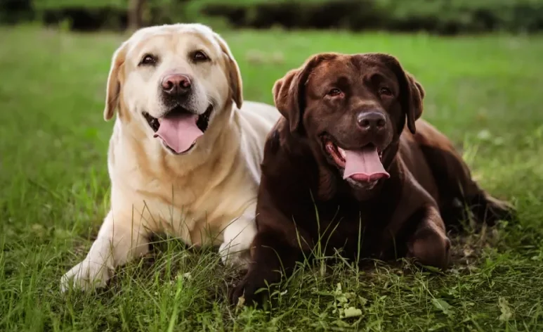 Entenda as diferenças e as necessidades específicas de cachorros fêmeas e machos