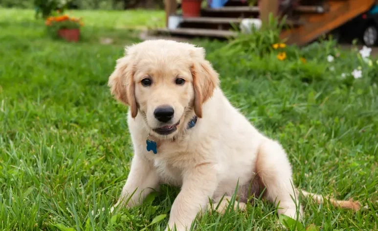 O filhote de Golden Retriever tem energia de sobra e precisa de cuidados adequados para a idade
