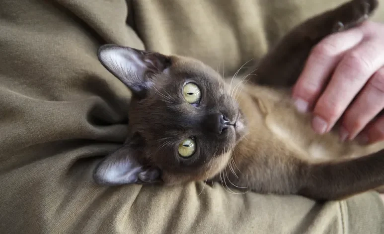 O gato Burmês é conhecido pela personalidade afetuosa e extremamente apegada ao dono