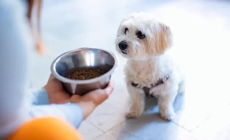 O desinteresse do cachorro pela ração pode ter relação com hábitos inadequados dos tutores