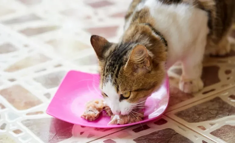 O sachê oferece diversos benefícios aos gatos, mas deve ser bem avaliado antes de substituir a ração seca