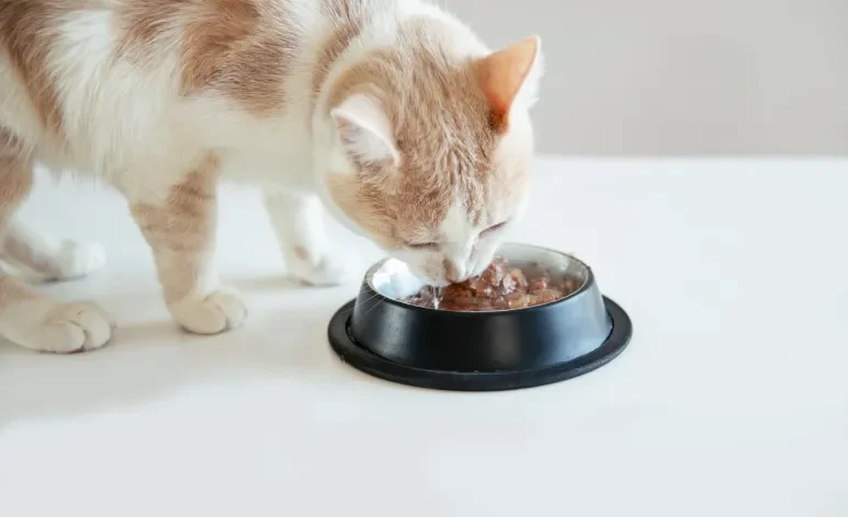 O sachê para gato é um excelente aliado da saúde do animal, favorecendo a hidratação diária