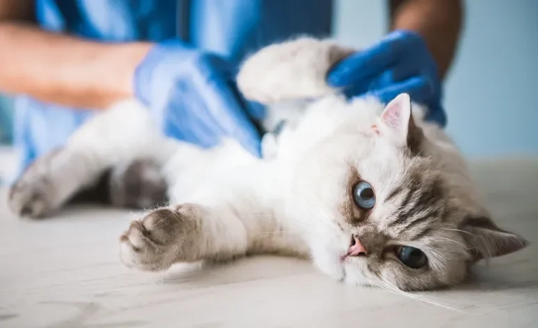 Identificar a esporotricose felina no início é essencial para evitar o contágio de outros animais e humanos