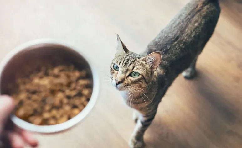 Por instinto, os gatos comem pequenas porções de ração várias vezes ao dia