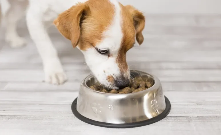 A ração para cachorro filhote é formulada especialmente para atender às demandas nutricionais dessa fase