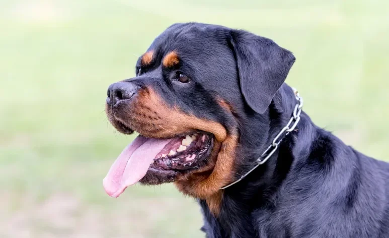 Cães da raça Rottweiler podem viver mais de 10 anos com cuidados regulares e adequados com a saúde