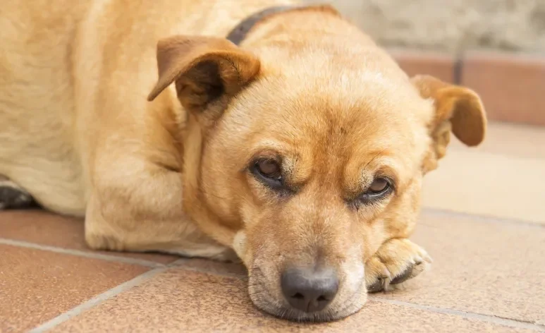 A leishmaniose canina é transmitida pelo mesmo mosquito que passa a doença para humanos