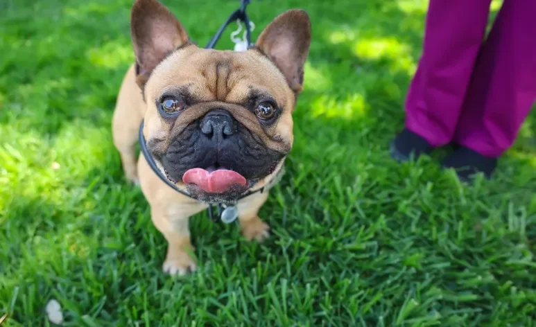 O Bulldog Francês possui características físicas que o tornam mais vulnerável aos efeitos do calor