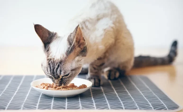 Além de ser um alimento saboroso, o sachê estimula a ingestão de água pelos gatos