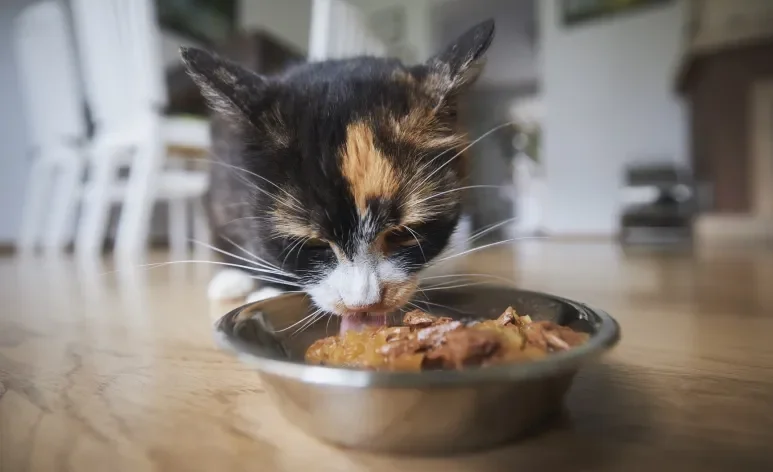 O sachê para gato é um grande aliado da alimentação felina e pode ser oferecido todos os dias