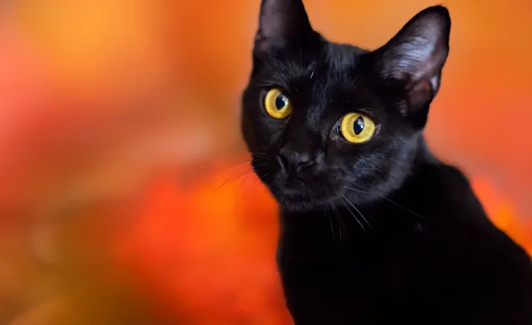 Os gatos pretos têm uma beleza única e personalidade carinhosa