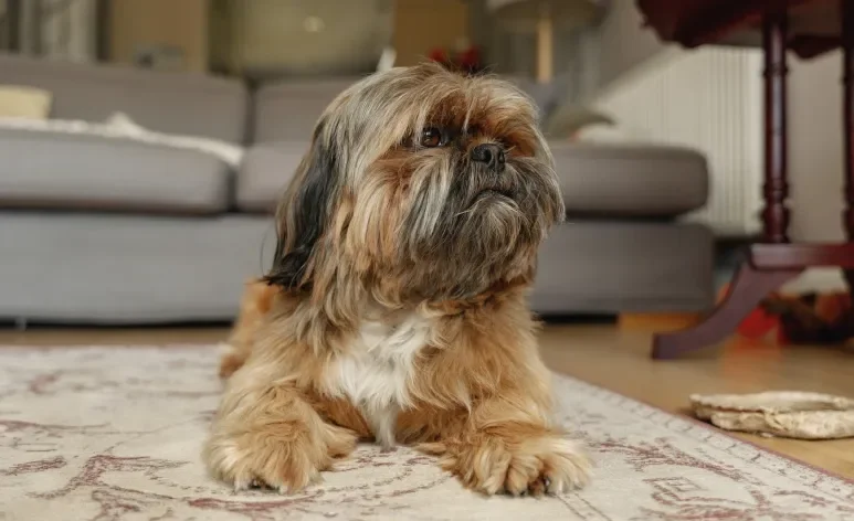O Shih Tzu é um cão dócil e apegado à família, que precisa de companhia mais frequente