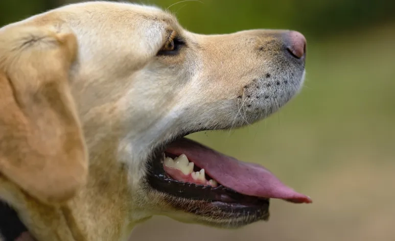 O tártaro causa mau hálito em cães e pode levar até mesmo à perda de dentes