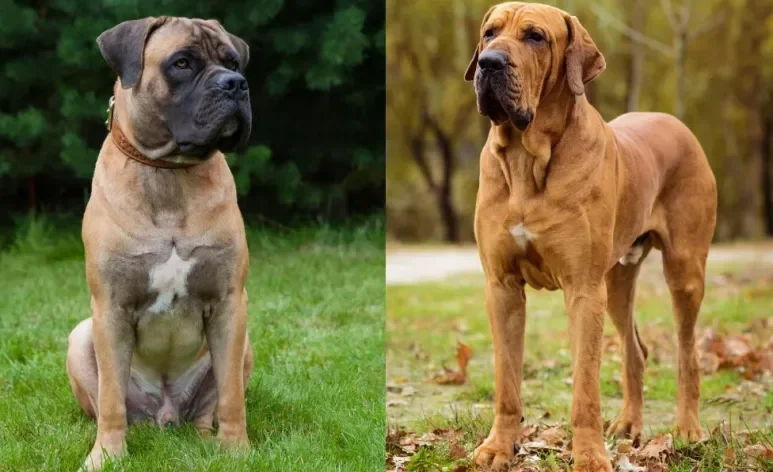 Quais são os diferentes tipos de cachorro Mastim? Conheça 9 raças para quem ama cães grandes