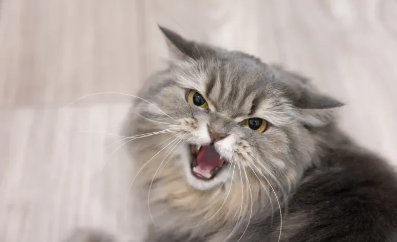 O estresse em gatos afeta o bem-estar físico e emocional dos felinos