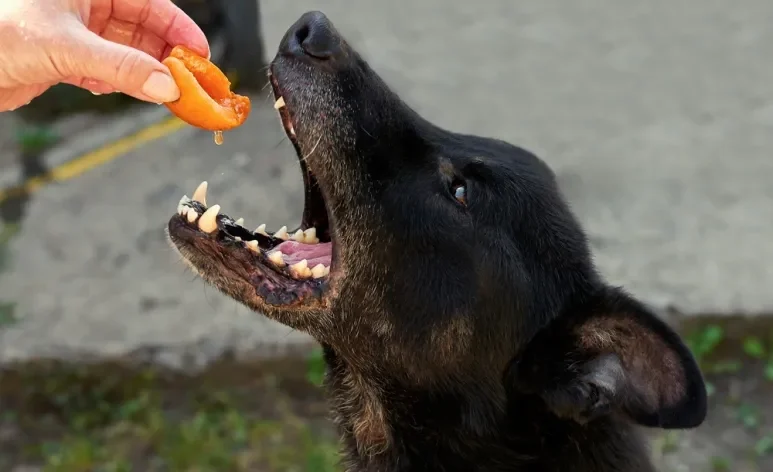 Algumas frutas são seguras e saudáveis para os cães, mas é preciso cautela com esse tipo de alimento