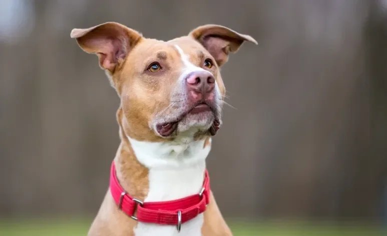 A coleira martingale possui um ajuste limitado, que impede fugas e evita aperto excessivo no pescoço dos cães