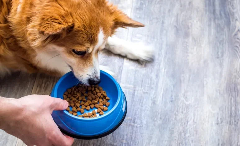 A troca da ração de cachorro só costuma ser indicada em situações específicas
