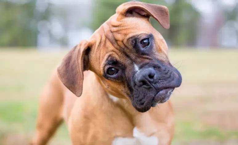 O cachorro da raça Boxer é cheio de energia e precisa se movimentar bastante todos os dias