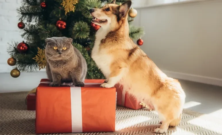 Enfeites de Natal chamam a atenção dos pets e podem ser perigosos sem os cuidados adequados