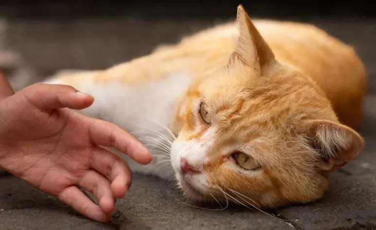 A dermatofitose é uma zoonose que pode ser transmitida aos humanos por cães e gatos